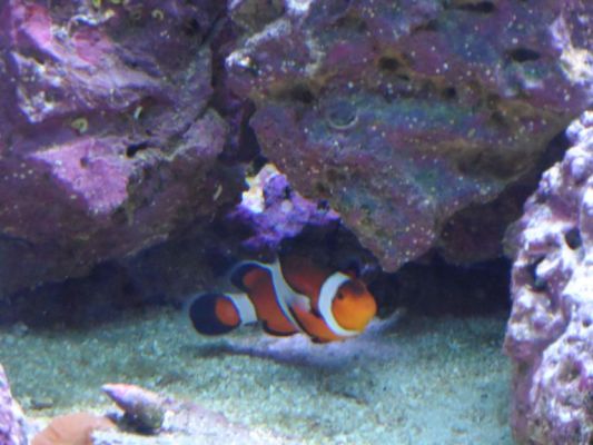 Found Nemo!
