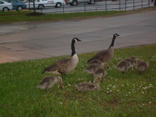 Geese raising their family at the metro station
There were several geese families walking about that evening when we got back from downtown.
