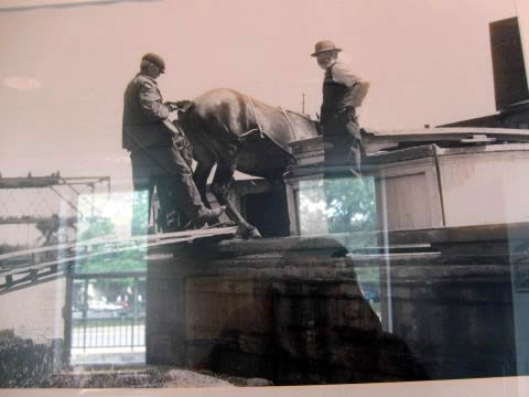 Shift work
Mules and drivers worked in 6 hour shifts then they were either housed in barns setup along the mule path or they were taken aboard barges to rest. Holding the mule's tail is done merely to indicate to them to go slow when boarding so they don't fall.
