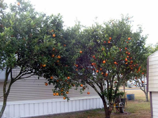 Fresh Florida orange juice
