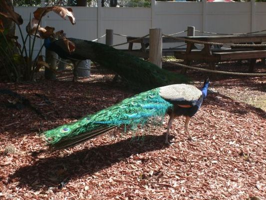 WeekiWachee012.jpg