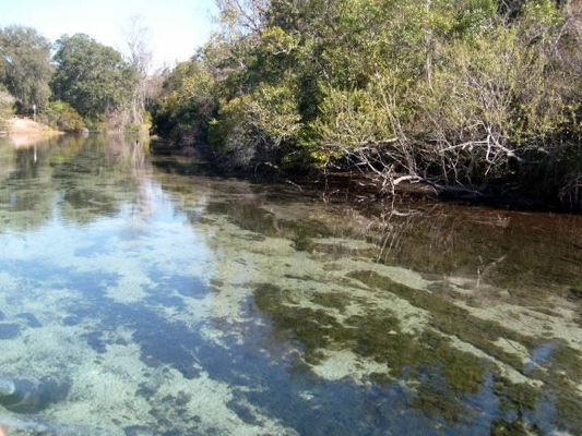 Weeki Wachee river
Only 2-3 feet in most places but very popular and great fishing. The water is 99.9% pure drinking water (but don't try it).
