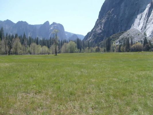 The Meadow
