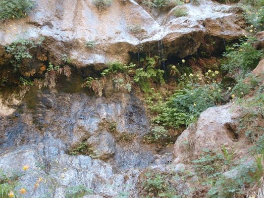 Weeping rocks
It can take 100 years for water trapped in the rocks to work its way through.
